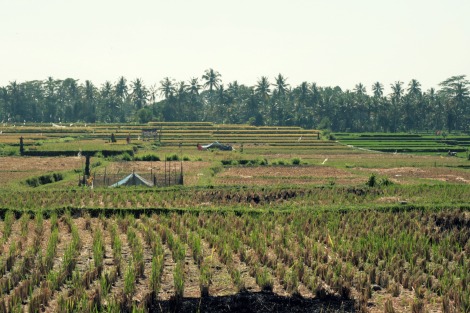 Rice Fields of Ubud, Bali