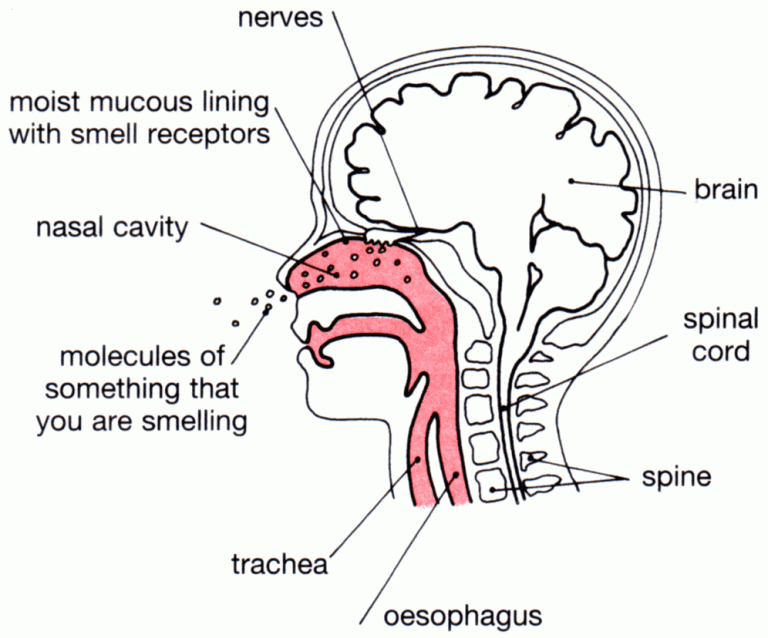 The science of smell on Samadhi Rush